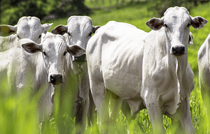 Imagem ilustrativa da notícia: Efeito estufa: eliminar carne do prato funciona mais do que carro elétrico.