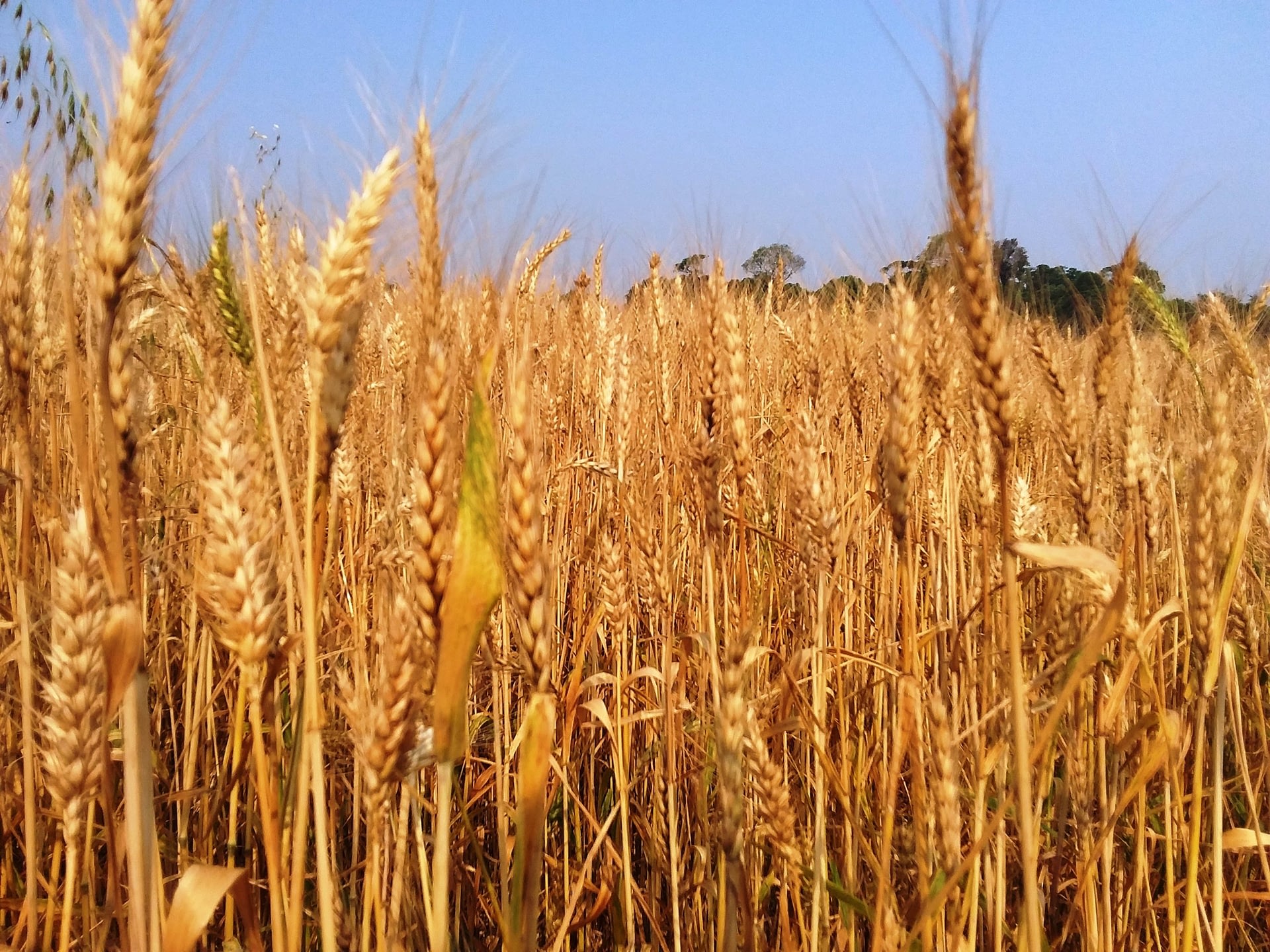 Imagem ilustrativa da notícia: BSBIOS e governo gaúcho avançam em produção de etanol a partir do trigo