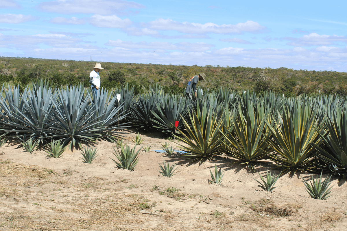 Imagem ilustrativa da notícia: O Sertão vai virar bioenergia